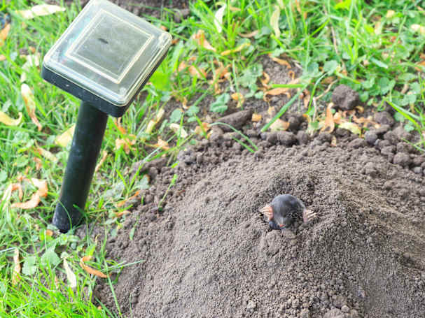 Maulwurf vertreiben mit Ultraschall